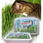 Certech 10319 semence d'herbe à chat