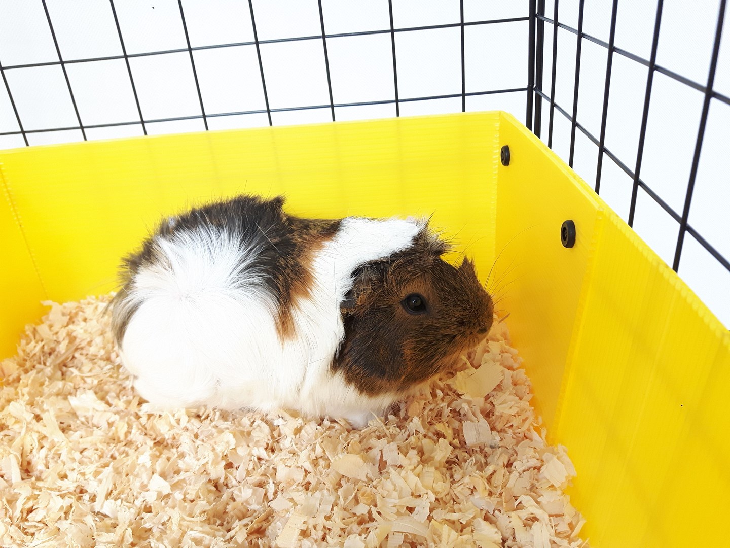 D9V1a398q0i011s7t300b3K0Z9j522M6