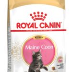 ROYAL CANIN Maine Coon Kitten - aliments secs pour chatons - 4 kg